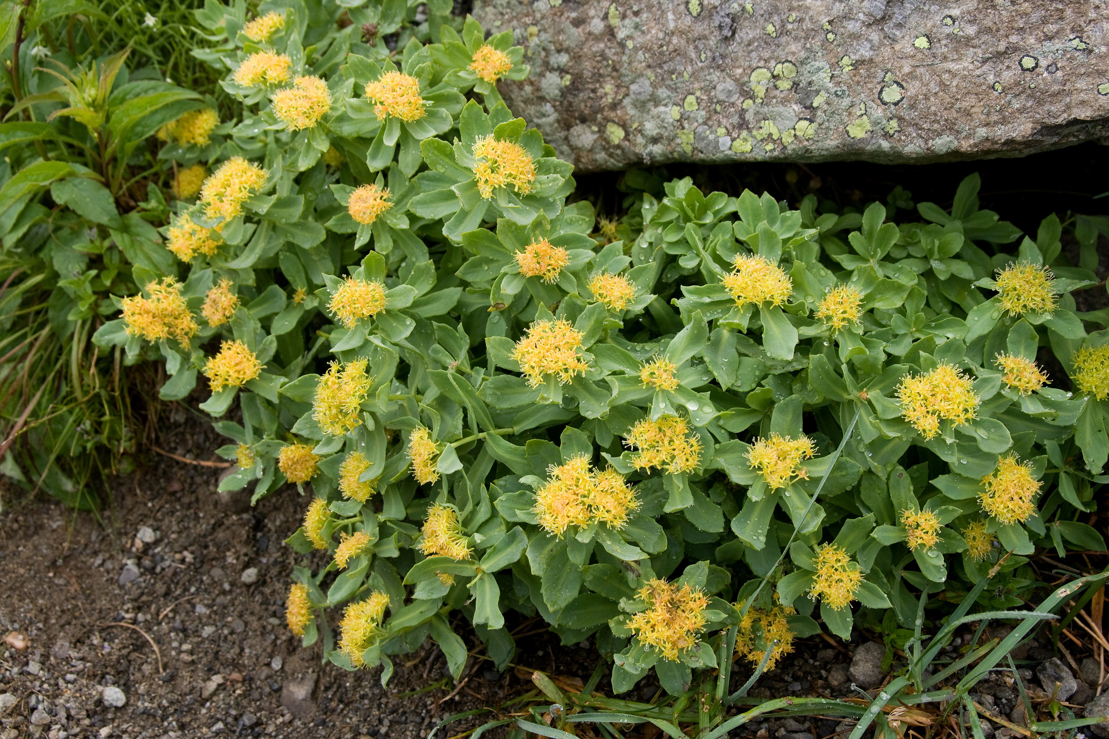 rhodiola